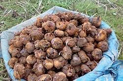 马蹄的做法有哪些 如何挑选马蹄