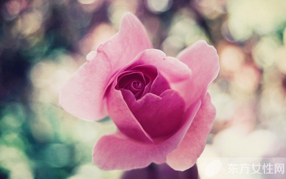 玫瑰花怎么保存时间长  玫瑰花的花语是什么