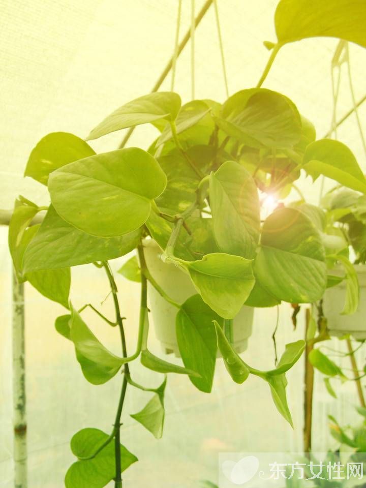 怎样种植绿萝 绿萝换盆的注意事项