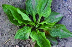 中药车前子的功效和作用及食用禁忌