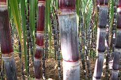 快速解酒的方法有哪些 酒后饮食对解酒的影响