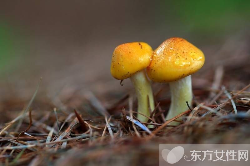 野生蘑菇的营养价值 野生蘑菇的六大做法