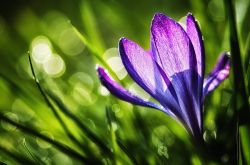 藏红花能去黄褐斑吗 揭秘藏红花的功效与作用