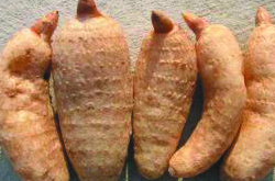 11种最佳天麻的吃法介绍