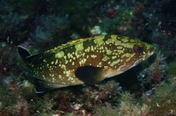 石斑鱼的营养价值有哪些  揭秘石斑鱼的功效与作用