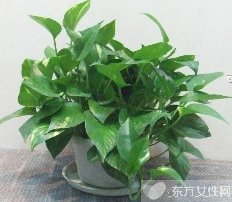 怎样种植绿萝 绿萝换盆的注意事项