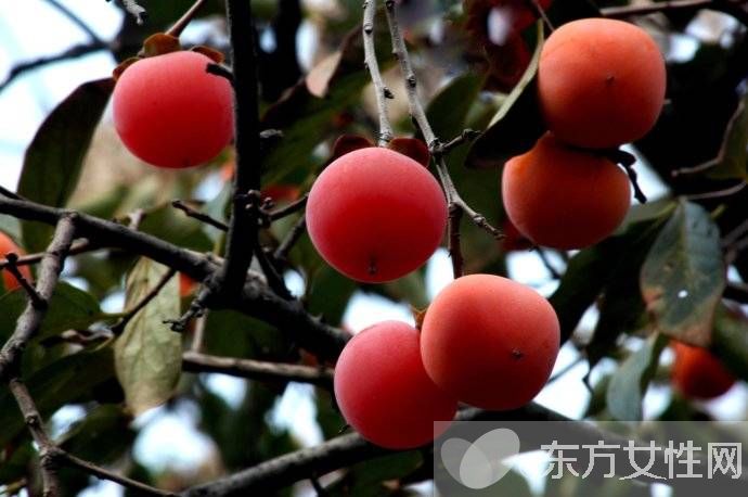 吃柿子的禁忌有哪些 柿子相克食物大盘点