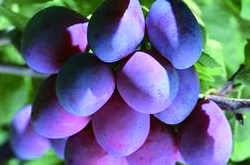 延缓衰老 细说乌梅的药用价值