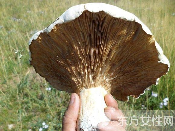 野生蘑菇的营养价值 野生蘑菇的六大做法