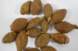 五倍子的功效与作用及禁忌