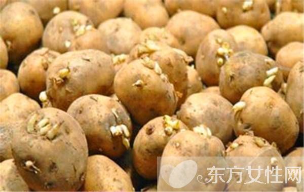 发芽的土豆能不能吃 如何预防土豆发芽
