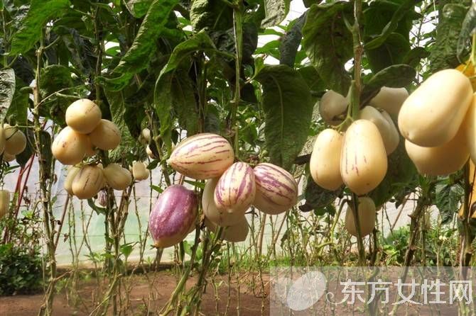 人参果的作用有哪些 孕妇能吃人参果吗