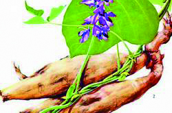 葛根能解酒吗?葛根解酒五大方法