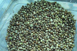 中药火麻仁功效与作用及禁忌