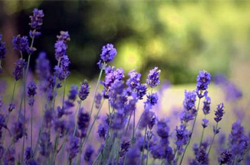 揭薰衣草的作用 薰衣草的好处有哪些