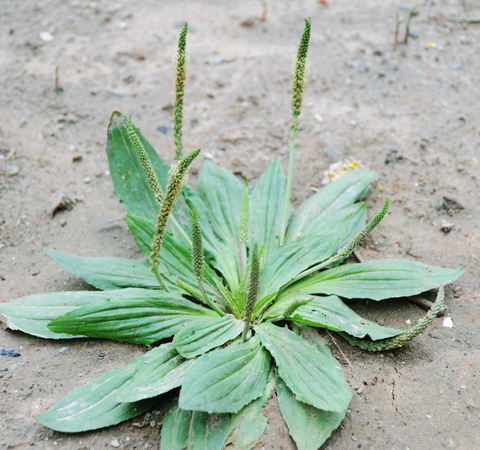 车前草的作用是什么 对心血管系统有疗效