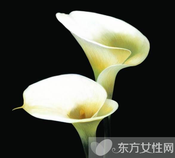 马蹄莲有毒吗 马蹄莲能放在卧室养吗