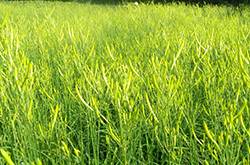 新鲜黄花菜的做法 鲜黄花菜的烹饪小技巧