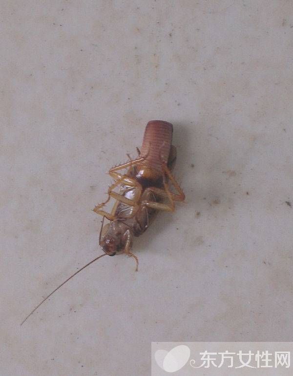 蟑螂怎么消灭 驱蟑螂妙法三招