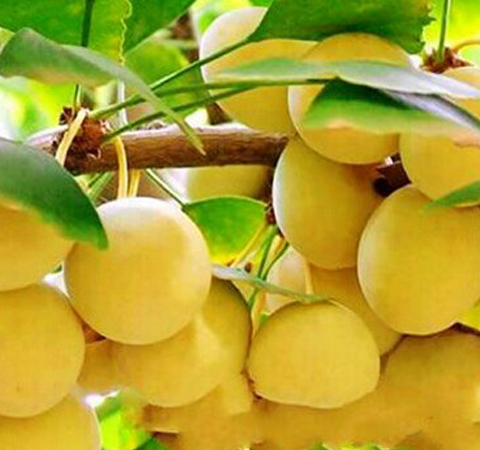 白果的营养价值丰富有哪些 有什么注意事项