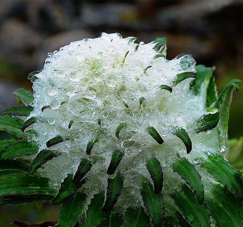 雪莲花的功效与作用 揭雪莲花食用方法