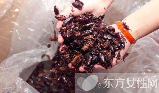 蟑螂怎么消灭 驱蟑螂妙法三招