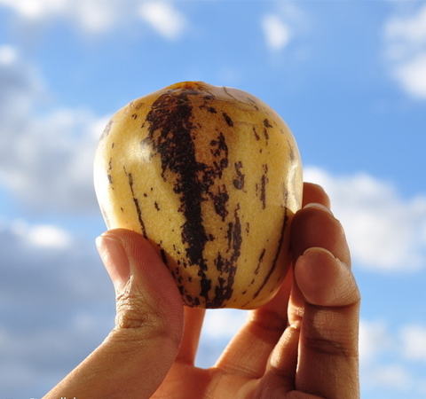 人参果的作用与功效有哪些 揭人参果食用方法