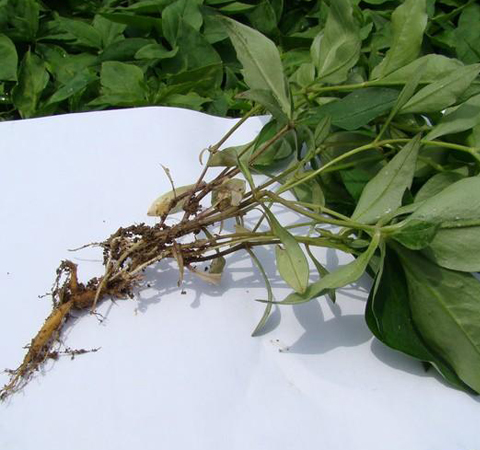 揭太子参的功效与作用 太子参的用药禁忌有哪些