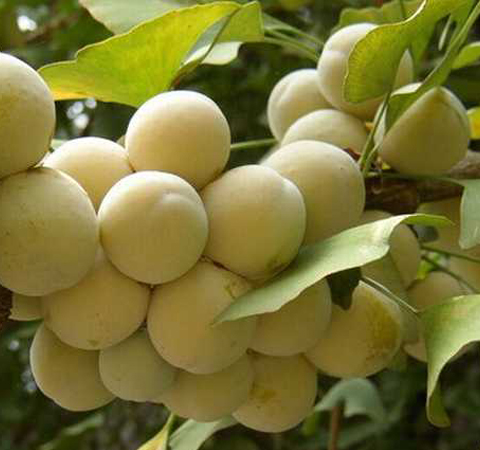 白果的作用与功效及禁忌