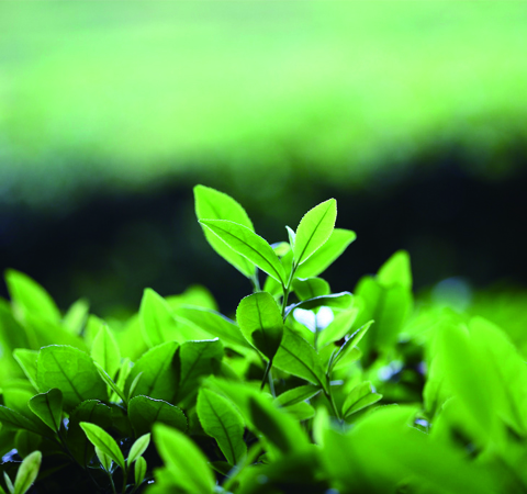 提神抗衰老 细数6大绿茶功效