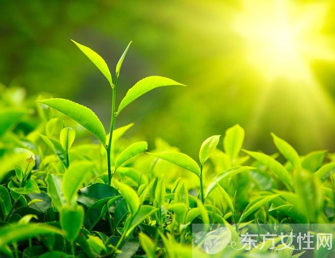 怎么保存茶叶 5大家庭保存方法