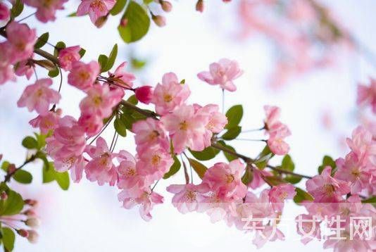 樱花的花语是什么 樱花的爱情传说是怎样的