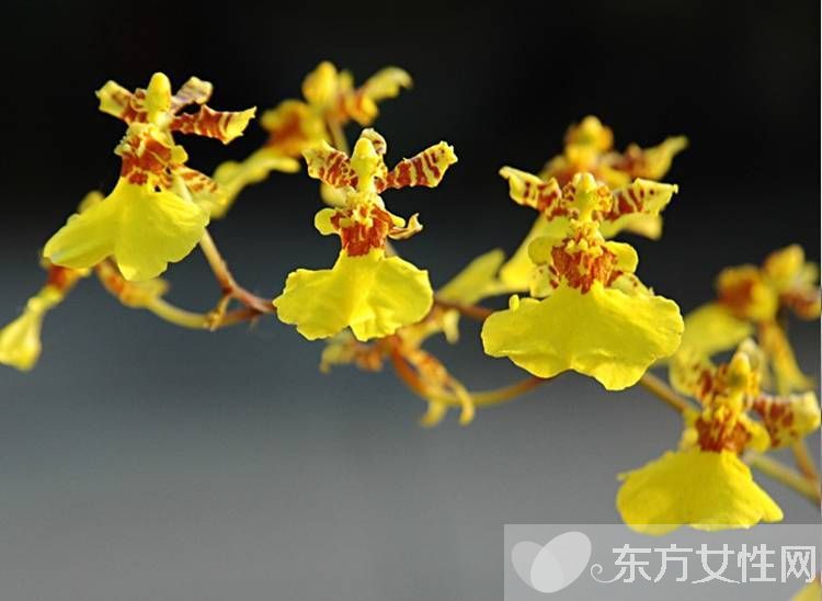 一年四季都盛开的花是什么花 它们的话语是什么