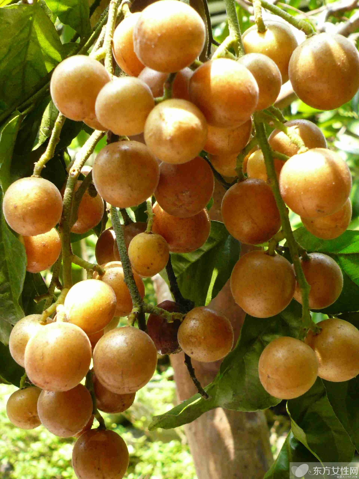 黄皮的功效与作用有哪些 教你如何挑选黄皮果