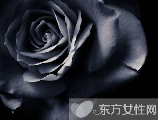 黑玫瑰的花语和传说 黑玫瑰的养殖方法介绍