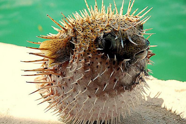 河豚毒素在哪 揭密河豚毒素的位置