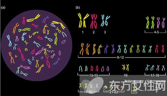 什么是染色体检查 如何降低染色体异常几率