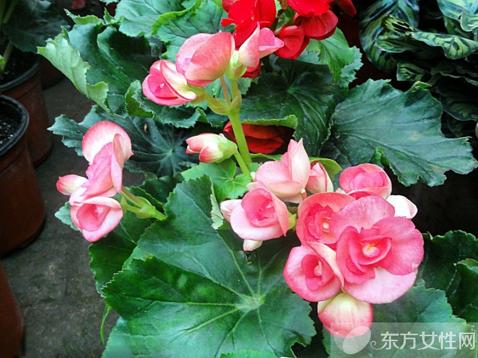 海棠花花语是什么 为什么海棠花没有香味呢