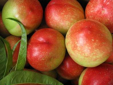 油桃的功效与作用是什么呢 有哪些营养价值