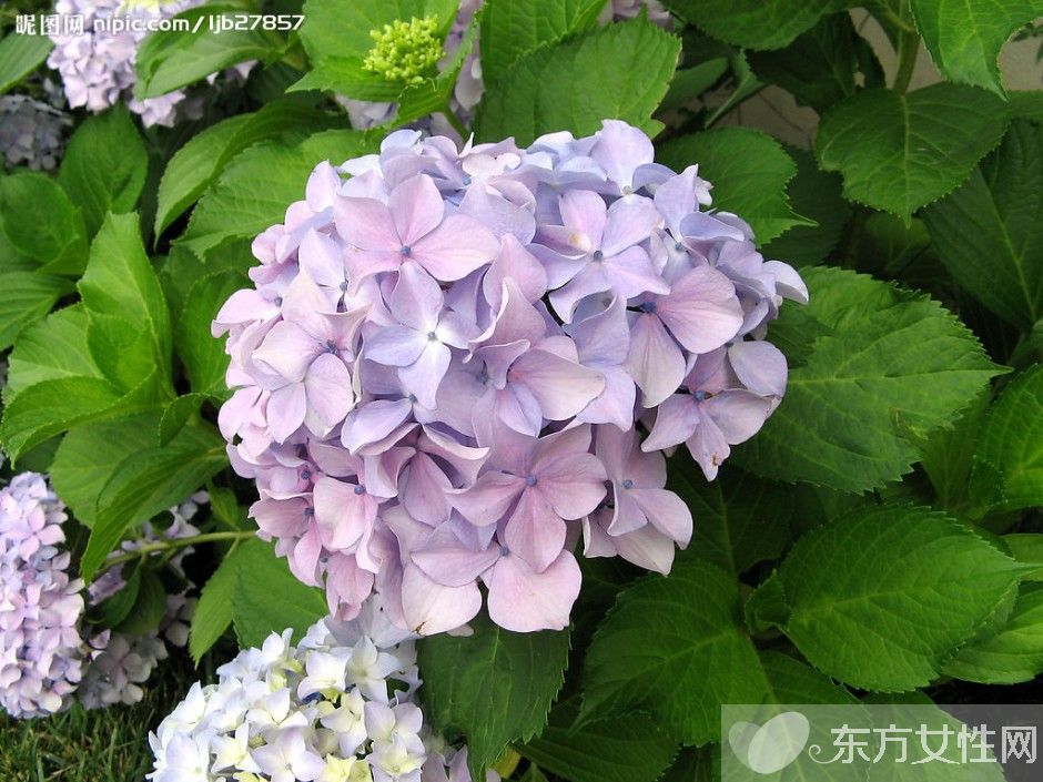 绣球花花语是什么 绣球花的养殖方法和注意事项