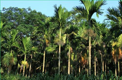 槟榔吃多了会怎么样 槟榔的危害详细介绍