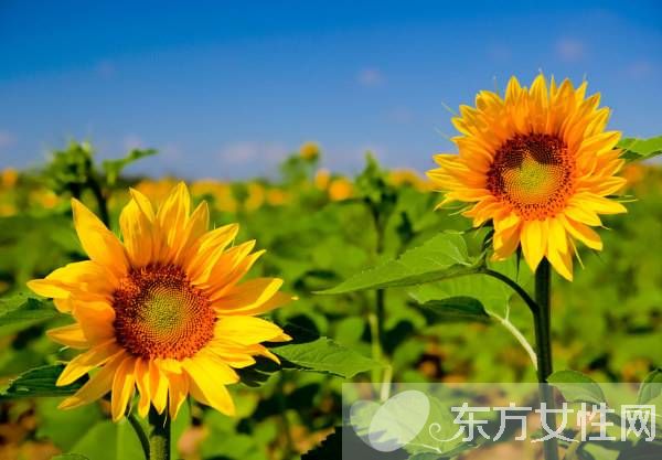 向日葵的花语代表什么 向日葵的三大传说你了解吗