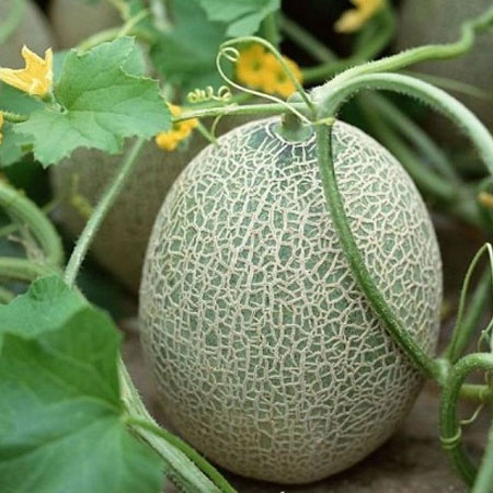 吃哈密瓜上火吗 详说哈密瓜的三大功效