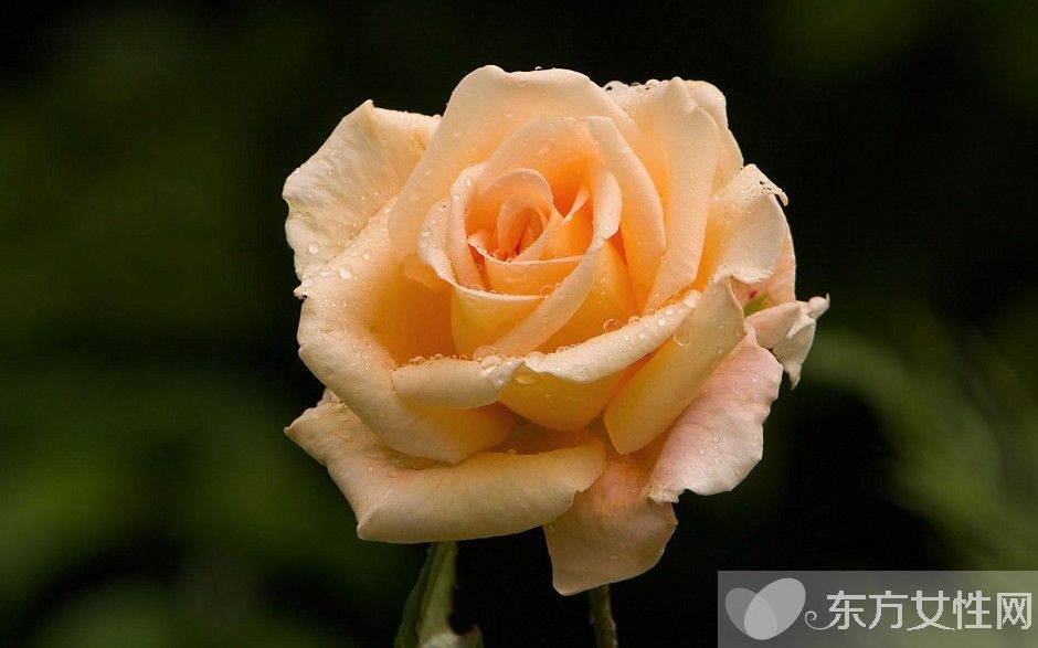 玫瑰的花语是什么  揭各种颜色数量玫瑰所蕴含的花语