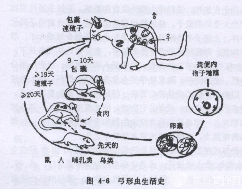 弓形虫病的症状是什么 7大健康饮食教你预防