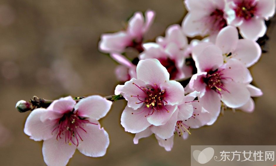 桃花什么时候开 你了解桃花吗