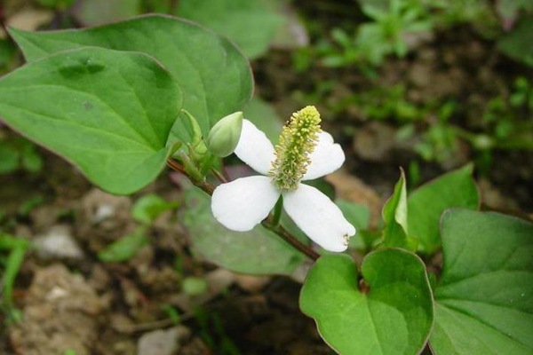 鱼腥草怎样吃 鱼腥草具有哪些功效与作用