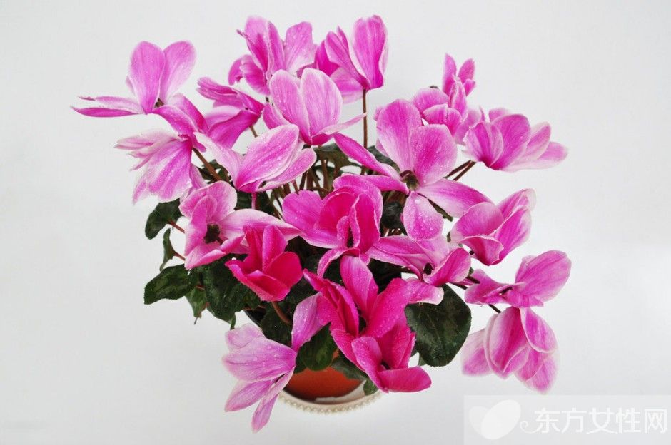 仙客来花语是什么 仙客来的养殖方法以及注意事项