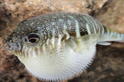 河豚毒素在哪 揭密河豚毒素的位置