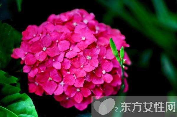 绣球花花语是什么 绣球花的养殖方法和注意事项